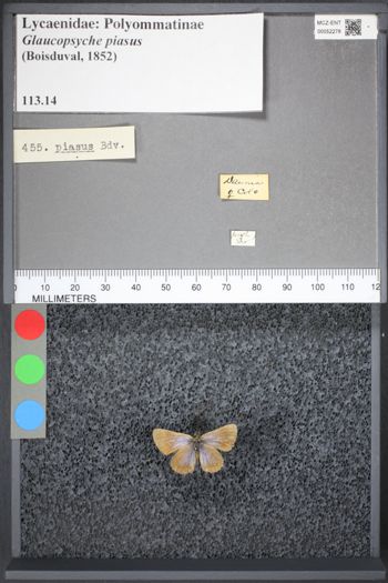 Media type: image;   Entomology 52278